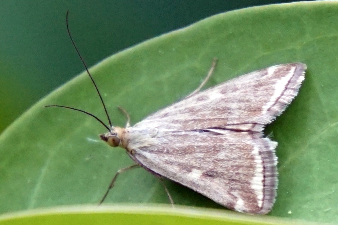 Milanion pilumnus - Rübenzünsler (Wasserlinsenzünsler)